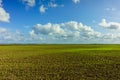 Green Agricultural Farm Field with Blue Sky and White Clouds in the Background,ÃÂ Grassland,ÃÂ Country Meadow Landscape,ÃÂ .World Royalty Free Stock Photo